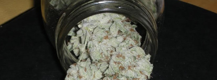 White Rhino