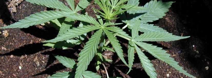The Growing White Rhino