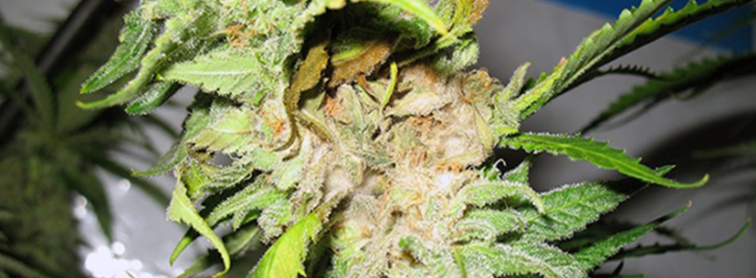 Bud rot on cannabis plant
