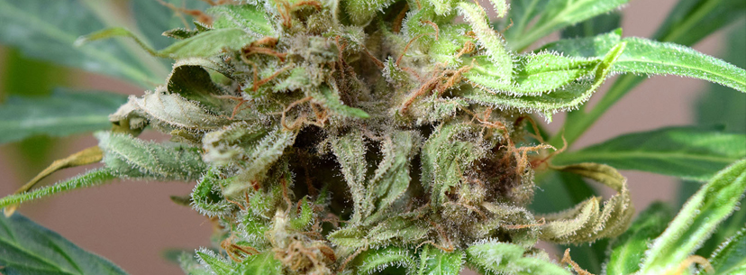 bud rot on cannabis plant