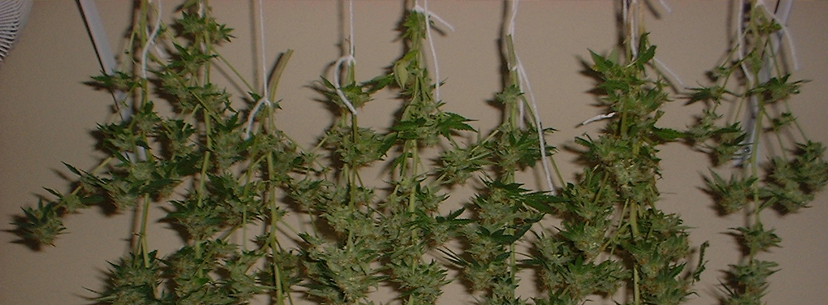 dry autoflowers