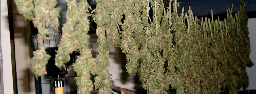 drying cannabis