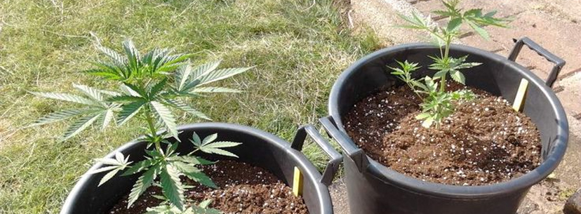 growing cannabis outdoor june