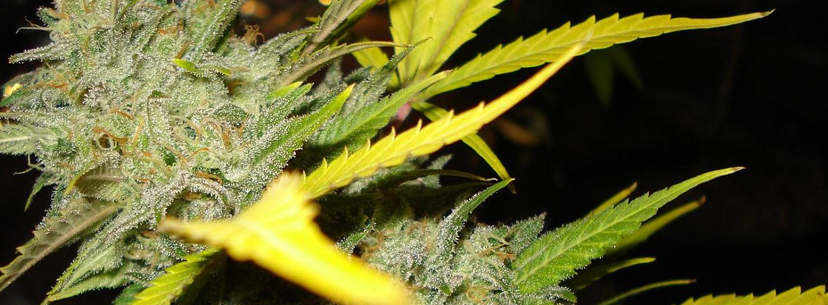 cannabis plants ready to harvest