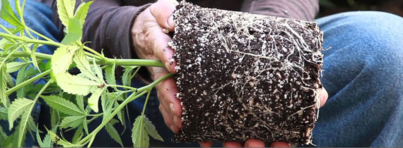 Place marijuana plants outside