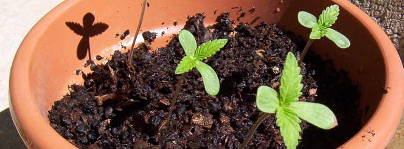 Sprouting cannabis outside
