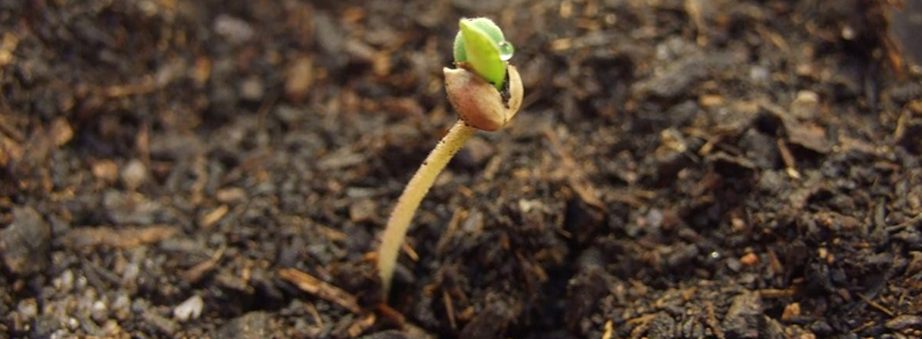 Sprouting cannabis plant in the window