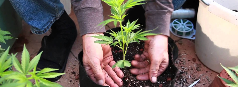 Cannabis plants outside