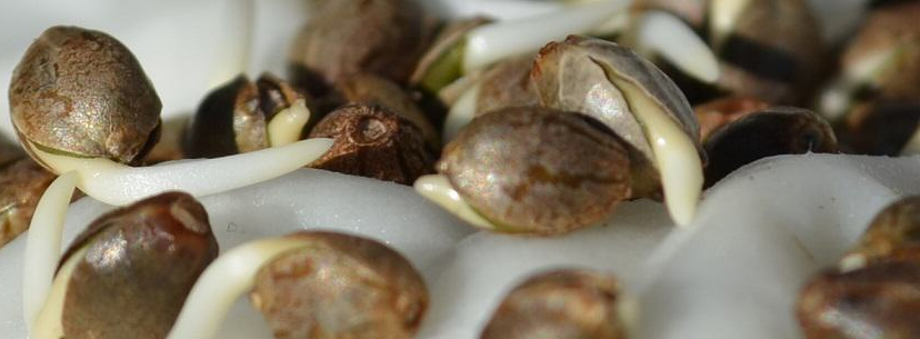 Sprouting cannabis seeds