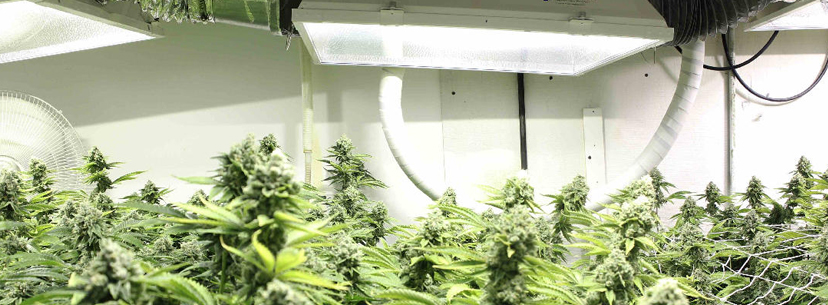 Marijuana plants inside to dry