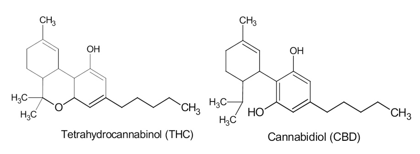 THC vs CBD
