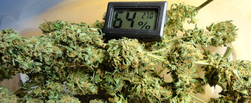 Big_Bud_Adverse_Reaction