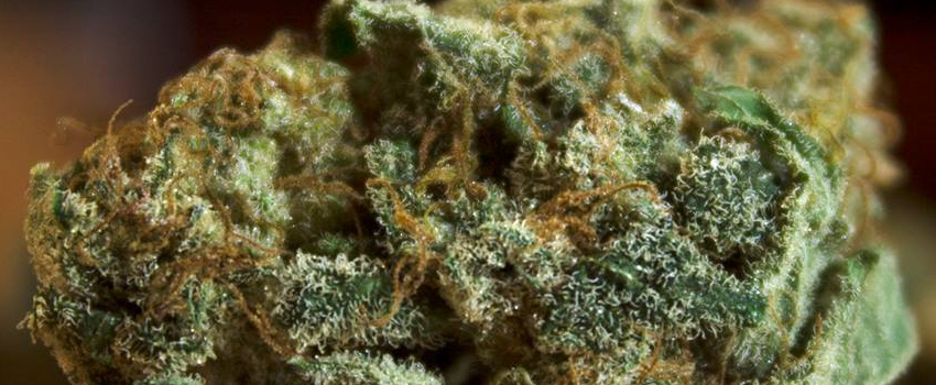 Big_Bud_Effects