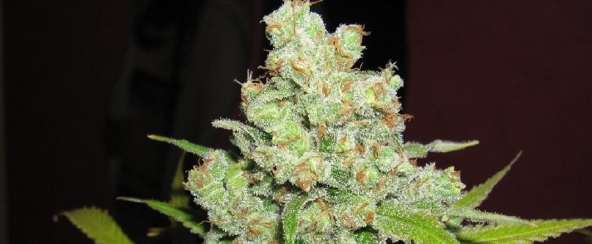 Big_Bud_Growing