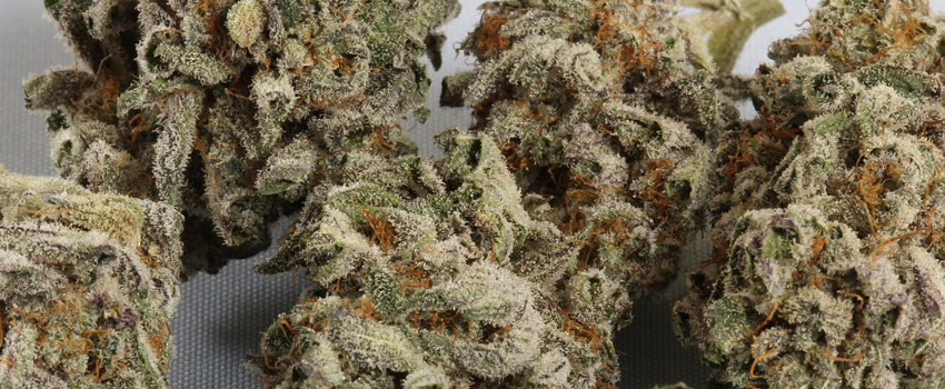 Black_Domina_Adverse_Reaction