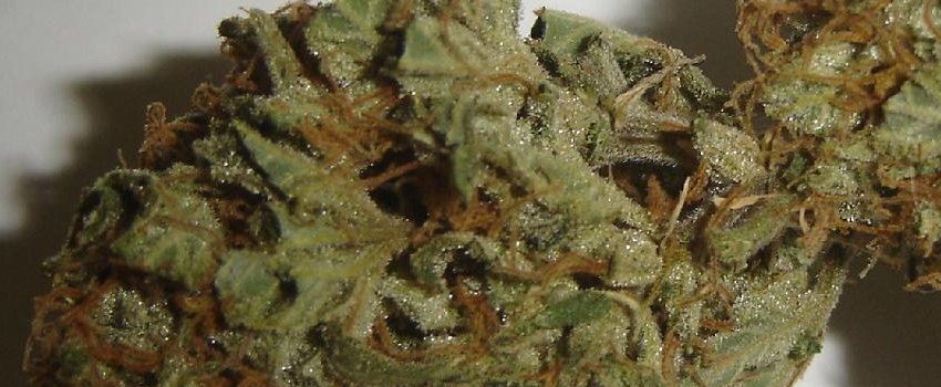 Black Domina Effects