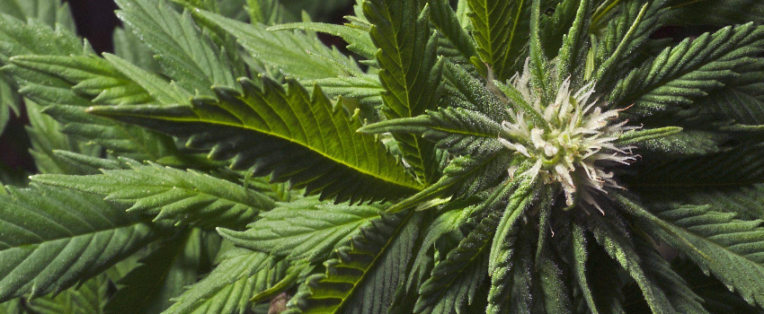 Black_Domina_Growing