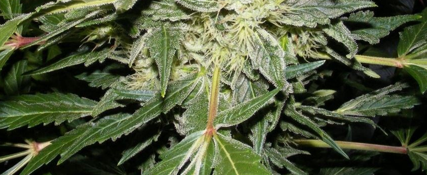 Black Widow Growing