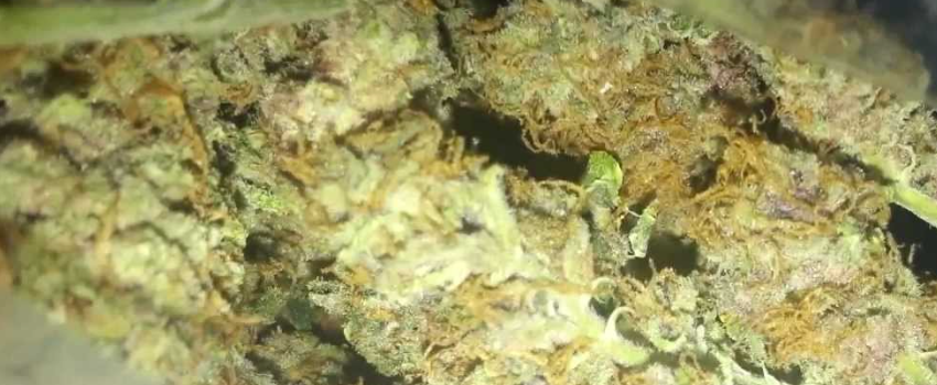 Blueberry_Diesel_Adverse_Reaction