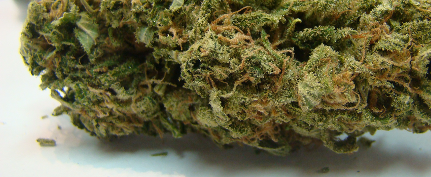 Blueberry_Diesel_Effects