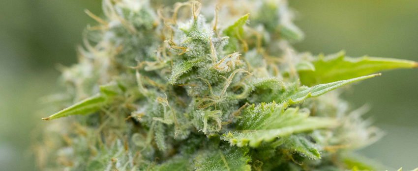 Blueberry_Diesel_Growing