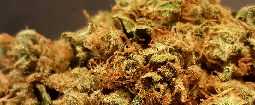 Chemdawg_#4_Adverse_Reaction