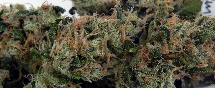 Chemdawg_#4_Effects