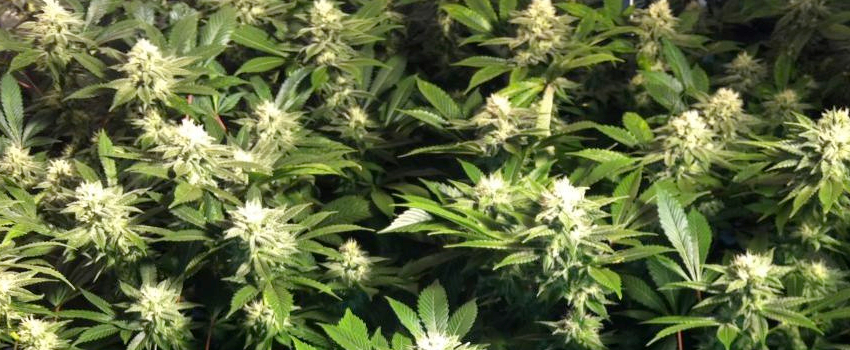 Chemdawg_#4_Growing