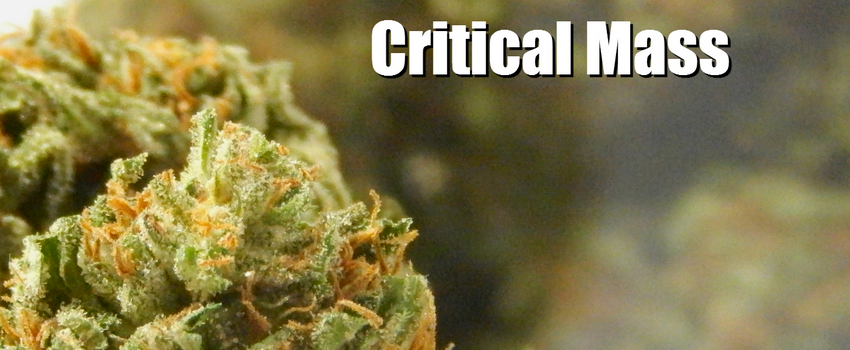 Critical Mass