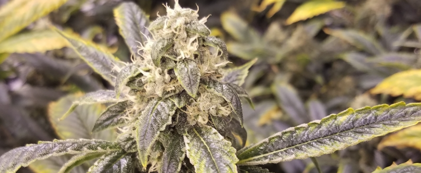 Dutch Treat