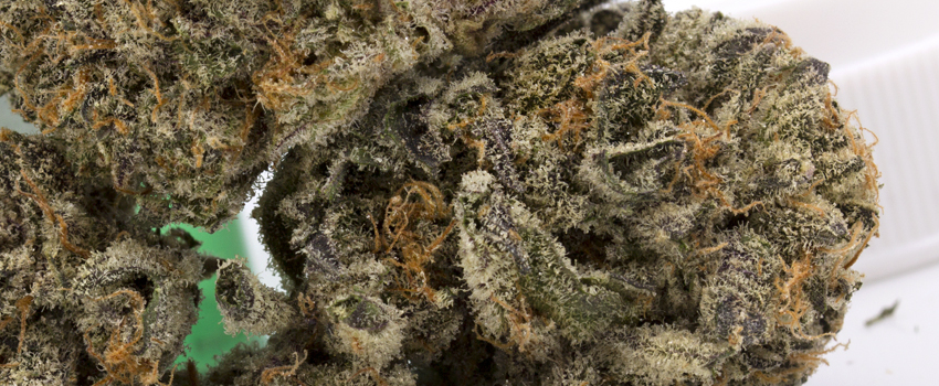 Dutch Treat Effects