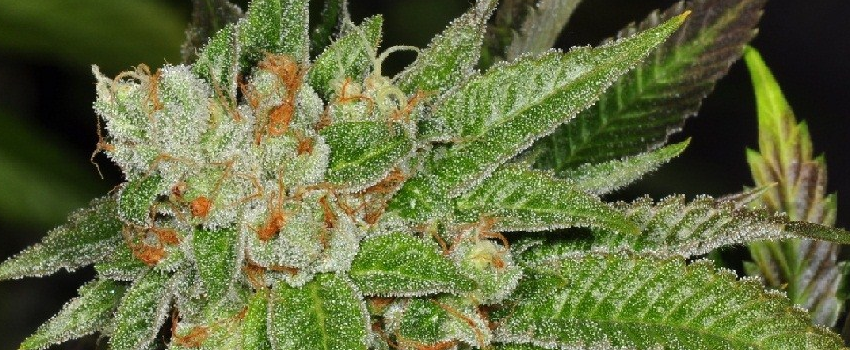 Ghost Train Haze