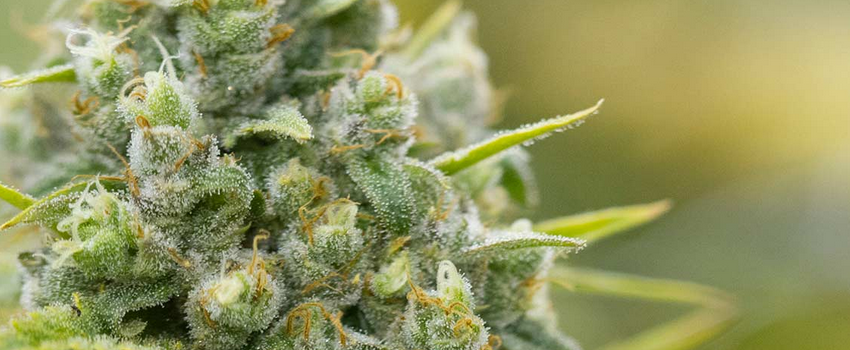 Jack Flash Growing