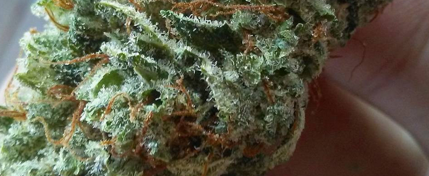Jedi Kush Effects