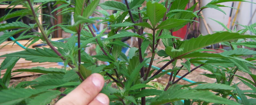 Jedi Kush Growing