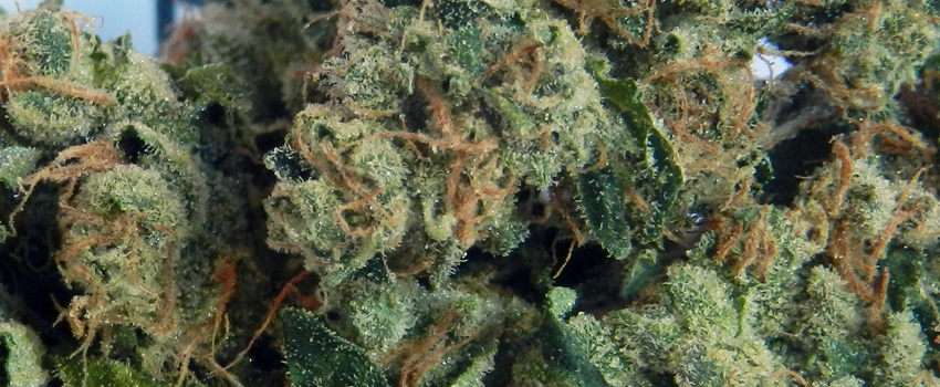 Purple_Sour_Diesel_Adverse_Reaction