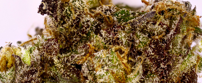 Purple Sour Diesel Effects