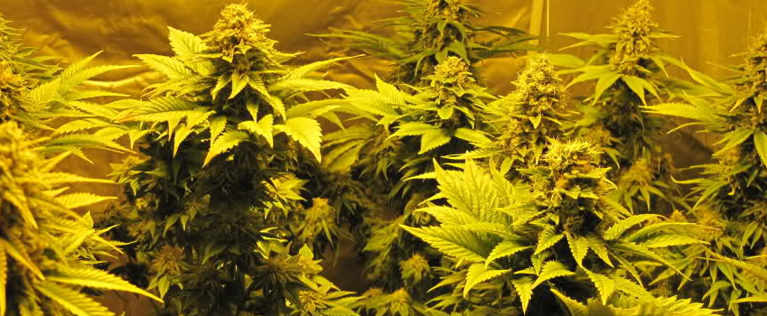 Purple_Sour_Diesel_Growing