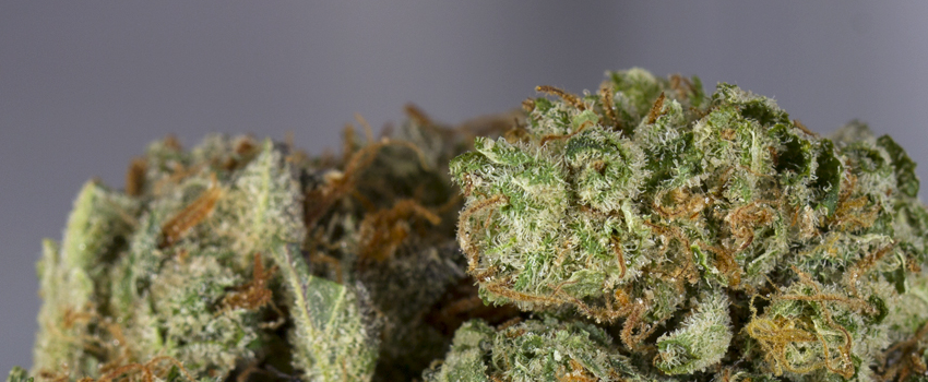Silver Haze