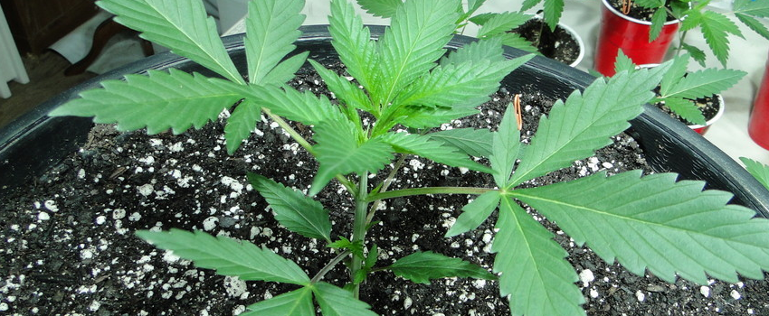 Silver Haze Growing
