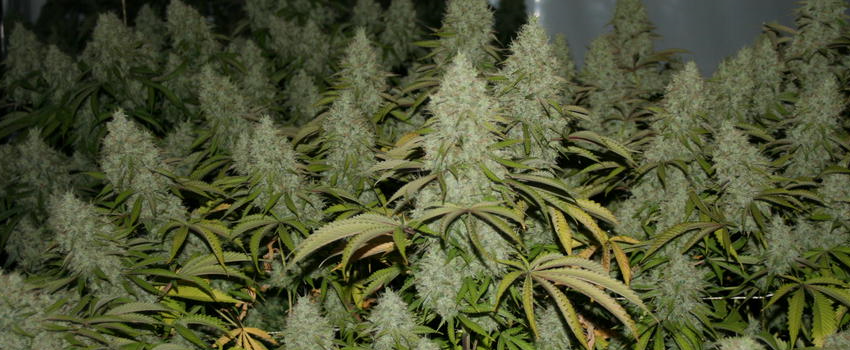 Strawberry_Diesel
