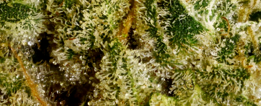 Strawberry_Diesel_Adverse_Reaction