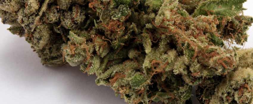 White Fire OG