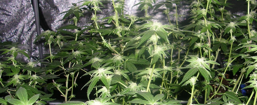 Yoda OG Growing