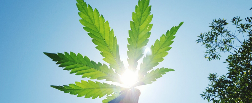 Implementation of adult-use cannabis