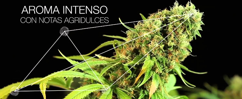 Cbd Oil
