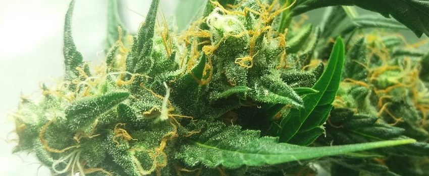 Amnesia Growing