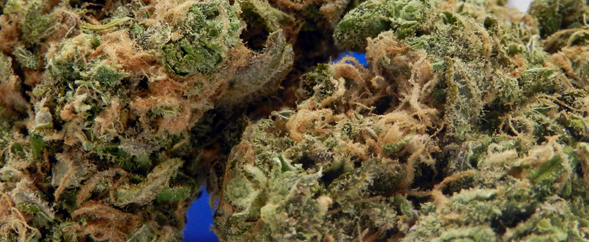 Blue Diesel Effects