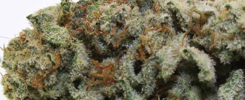 Blue Diesel Growing