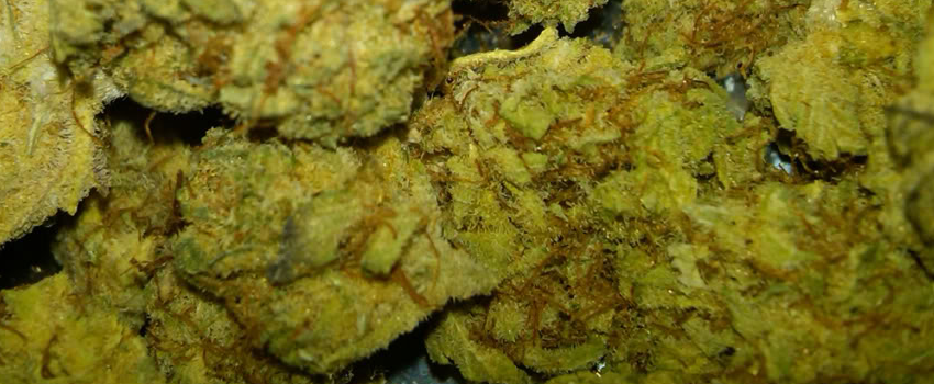 Cali_Kush_Medical